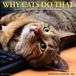 Why Willow Creek Press Why Cats Do That 2027 12 X 12 Wall Calendar