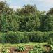 vidaXL Gaashek met flens, 1,8x25 m, groen