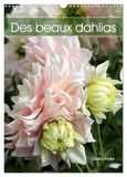 Des Calvendo Des beaux dahlias (Calendrier mural 2027 DIN A3 horizontal), CALVENDO calendrier mensuel