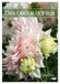 Des Calvendo Des beaux dahlias (Calendrier mural 2027 DIN A3 horizontal), CALVENDO calendrier mensuel