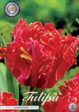 Dutch Finest Quality Tulpen Tulp Parrot Garden Fire x7 12/+s