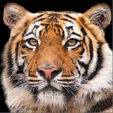 Ambiente Lunch servetten Bengal tiger