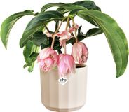 Elho Facet Rond 19cm Pot Amandelroze