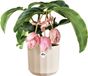 Elho Facet Rond 19cm Pot Amandelroze