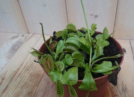 Warentuin natuurlijk - 3 stuks! Vleesetende plant Venusvliegenvanger Dionaea