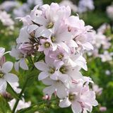 Arborix 6 x Campanula Lact. 'Loddon Anna' - Celtisbladklokje pot 9x9cm