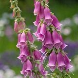 Arborix Digitalis 6 x Digitalis Purpurea - Vingerhoedskruid pot 9x9cm