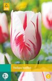 Jub Tulipa Sorbet bloembollen 7 bollen Tulp JUB