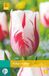 Jub Tulipa Sorbet bloembollen 7 bollen Tulp JUB