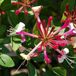 Arborix Lonicera Periclymenum 'Belgica Select' - Kamperfoelie 50-60 cm in pot