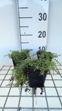GRDplanten Groendecor Tuinarchitectuur 6x Kruiptijm - Thymus praecox 'Pink Chinz' | 9x9 cm pot