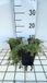 GRDplanten Groendecor Tuinarchitectuur 6x Kruiptijm - Thymus praecox 'Pink Chinz' | 9x9 cm pot