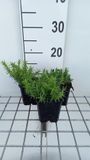 Groendecor Tuinarchitectuur 6x Phlox 'White delight' | pot de 9x9 cm