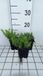 Groendecor Tuinarchitectuur 6x Phlox 'White delight' | pot de 9x9 cm