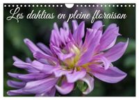 Dahlias Calvendo Les Dahlias en pleine floraison (Calendrier mural 2027 DIN A4 vertical)