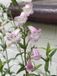 GRDplanten Groendecor Tuinarchitectuur 6x Penstemon 'Apple Blossom' - Schildpadbloem - Pot 9 x 9 cm