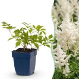 Green boutiQ Astilbe (J) Deutschland Pluimspirea Vasteplant Schaduw Wit 3 Planten Pot 11cm Hoogte 15-25cm