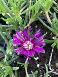 GRDplanten Groendecor Tuinarchitectuur 6x Middagbloempje - Delosperma cooperi | 9x9 cm pot