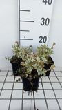 GRDplanten Groendecor Tuinarchitectuur 6x Valse vuurwerkplant - Ballota pseudodictamnus compact | 9x9 cm pot