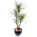 Joli Eucalyptus Artificiel en Pot H 160 cm Feuillage Tissu Vert
