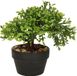 H&S Collection Kunstplant Bonsai boompje in pot - Type Olive