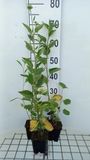 GRDplanten Groendecor Tuinarchitectuur 6x Zonnehoed - Rudbeckia subt. 'Little Henry' | 9x9 cm pot