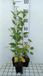 GRDplanten Groendecor Tuinarchitectuur 6x Zonnehoed - Rudbeckia subt. 'Little Henry' | 9x9 cm pot