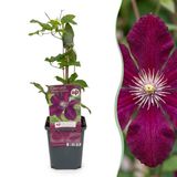 Green boutiQ - 6x Clematis Rouge Cardinal - Klimplant - Rood - Ø9cm