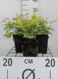 GRDplanten Groendecor Tuinarchitectuur 6x Prachtspirea - Astilbe (a) 'Brautschleier' | 9x9 cm pot