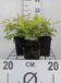 GRDplanten Groendecor Tuinarchitectuur 6x Prachtspirea - Astilbe (a) 'Brautschleier' | 9x9 cm pot