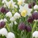 Green boutiQ - 120x Bol Nat Tuin - Bol Nat Tuin - Diversen - Zomerbloeier - Bolmaat 10/12