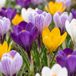 Green boutiQ - 120x Crocus Large Flowering Mix