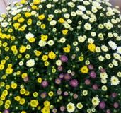 Warentuin natuurlijk Bol Chrysant kleurenmix Warentuin Natuurlijk