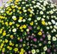 Warentuin natuurlijk Bol Chrysant kleurenmix Warentuin Natuurlijk