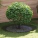 Maison Exclusive - Lot de 5 anneaux d'arbre, vert olive, 90/120 cm, acier