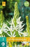 jub Camassia X 2 Camassia leichtlinii Alba bloembollen