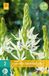 jub Camassia X 2 Camassia leichtlinii Alba bloembollen
