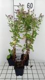 GRDplanten Groendecor Tuinarchitectuur 6x Aster - Aster hybr. 'Js Eleven Purple'® | 9x9 cm pot