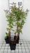 GRDplanten Groendecor Tuinarchitectuur 6x Aster - Aster hybr. 'Js Eleven Purple'® | 9x9 cm pot