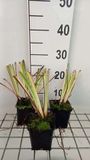 Groendecor Tuinarchitectuur 6x Iris sans barbe - Iris sib. 'Caesar's Brother' | pot de 9x9 cm