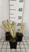 Groendecor Tuinarchitectuur 6x Iris sans barbe - Iris sib. 'Caesar's Brother' | pot de 9x9 cm