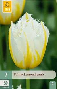Jub Tulipa Lemon Beauty 7st JUB