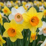 Green boutiQ 80x Narcissus mix - Narcissen mix - Diversen - Voorjaarsbloeier - Bolmaat 10/12