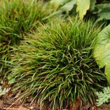 Arborix 6 x Luzula Pilosa 'Igel' - Veldbies pot 9x9cm