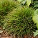 Arborix 6 x Luzula Pilosa 'Igel' - Veldbies pot 9x9cm