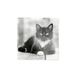 DRAEGER PARIS 1886 Grote wandkalender 28x29 cm 2026 - Zwart-witte katten thema