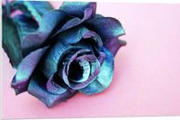 Merkloos / Sans marque PVC Schuimplaat - Blauw Gekleurde Roos - 90x60 cm