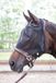 Harry's Horse Vliegenmasker Flyshield zonder oren - XL