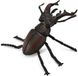 Collecta Insectes (M) : LUCANIDAE (scarabée - cerf volant) 6,5x4,5cm