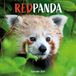 Red Panda Wand-Kalender 2027